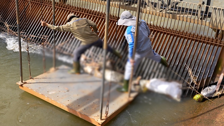 Nhiều xác heo trôi trên kênh dẫn nước hồ Dầu Tiếng, đơn vị quản lý nói gì?