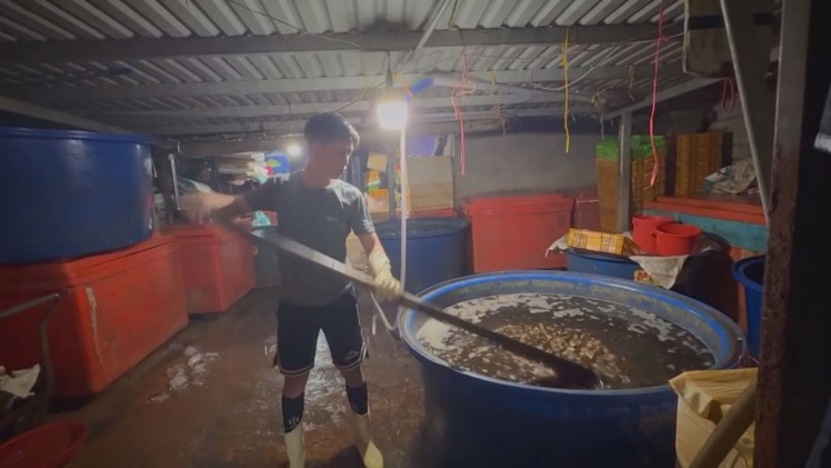 Góc nhìn trưa nay: Cơ sở ngâm 3.000 tấn ốc bươu với hóa chất công nghiệp tinh vi ra sao?