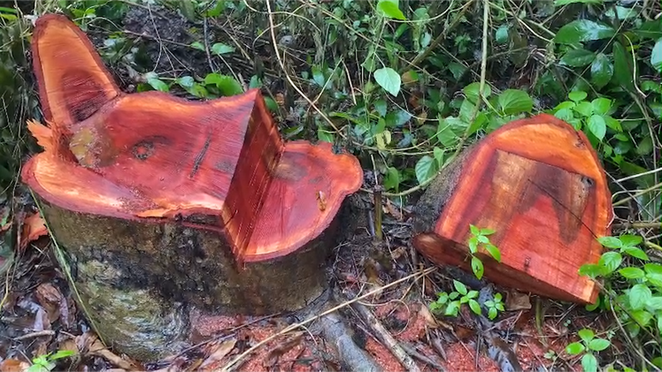 Chuyển hồ sơ sang công an điều tra vụ đốn 42 cây xanh ở Sóc Trăng