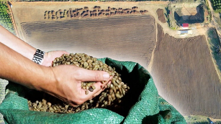 Video mùa phơi cà phê 'phủ nâu' Tây Nguyên đại ngàn