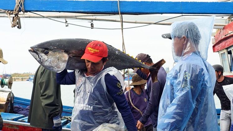 Tàu câu cá ngừ đầy khoang tấp nập về cảng, ngư dân rộn ràng đón Tết