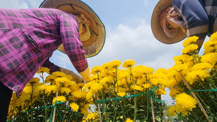 Video nhiều nhà vườn Đồng Tháp phải lặt cánh cúc Hà Lan nở sớm để bán thu hồi vốn