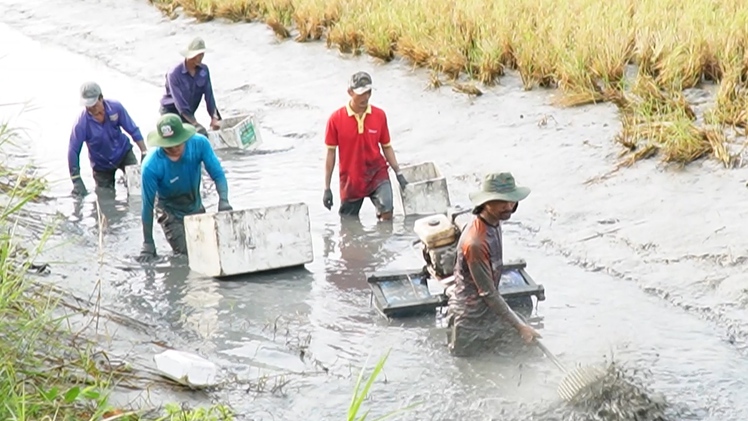 Nông dân Cà Mau phấn khởi thu hoạch tôm càng xanh, nhiều hộ dư dả đón Tết