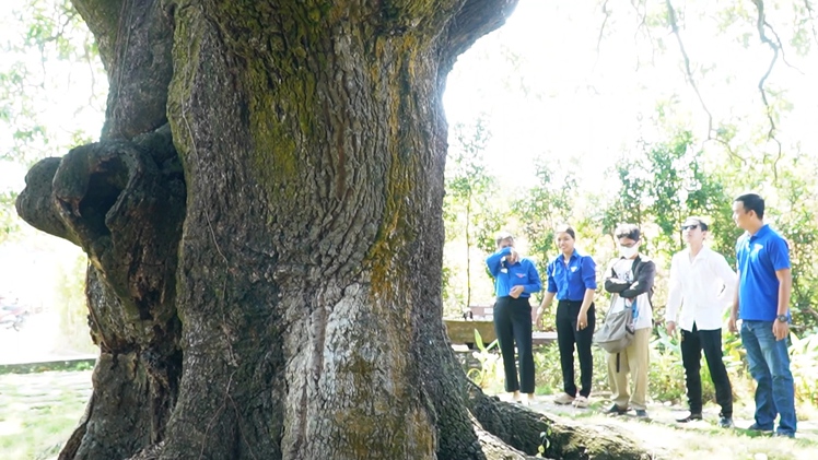 Cây xoài 5 người ôm mới xuể và cổ miếu gắn với truyền thuyết hổ 3 chân ở Cà Mau