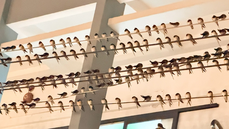 Chim én đậu dày đặc, thải phân gây ô nhiễm nhiều tuyến đường ở Mỹ Tho