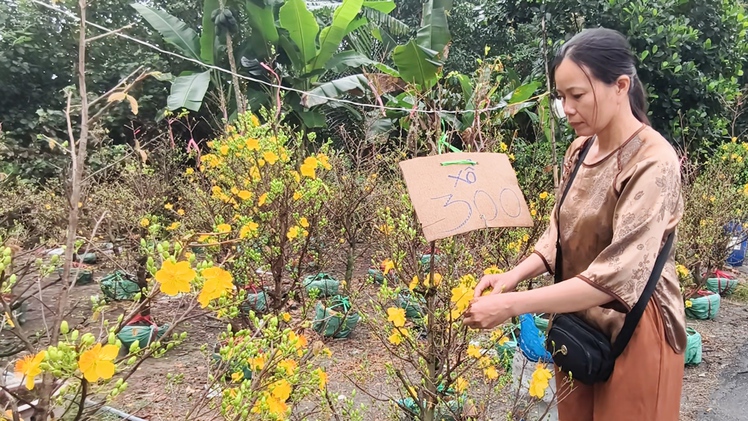 Giá mai vàng giảm mạnh vẫn vắng người mua, nông dân xã Bình Lợi thấp thỏm chờ khách