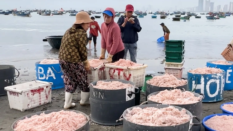 Ngư dân Đà Nẵng miệt mài ra khơi săn ruốc biển những ngày cận Tết