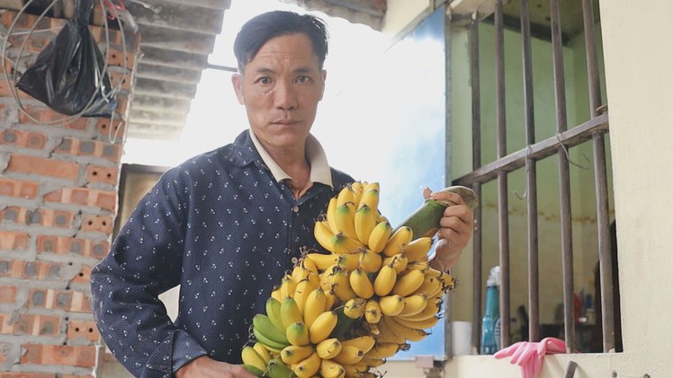 ‘Chuối tiến vua’ hút hàng, mới ra hoa đã có khách đặt mua