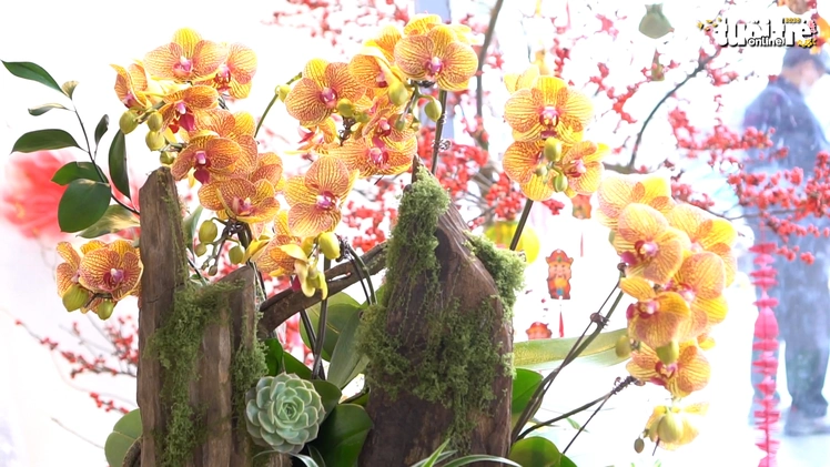 Dạo 'chợ' lan hồ điệp Hà Nội cận Tết: Nhiều mẫu ghép gỗ lũa, khách mua online tăng