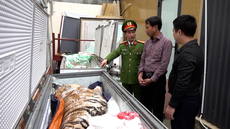 Mua bán 2 con hổ gần 2 tỉ đồng để nấu cao, 2 người bị bắt