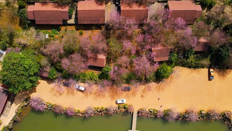 Măng Đen rợp sắc hồng mai anh đào những ngày cận Tết