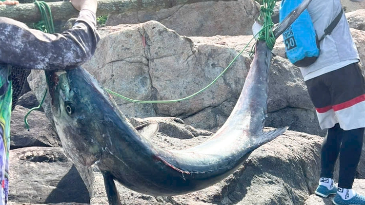Người đàn ông câu được cá thu 63kg, dài gần 2 mét ở bán đảo Sơn Trà