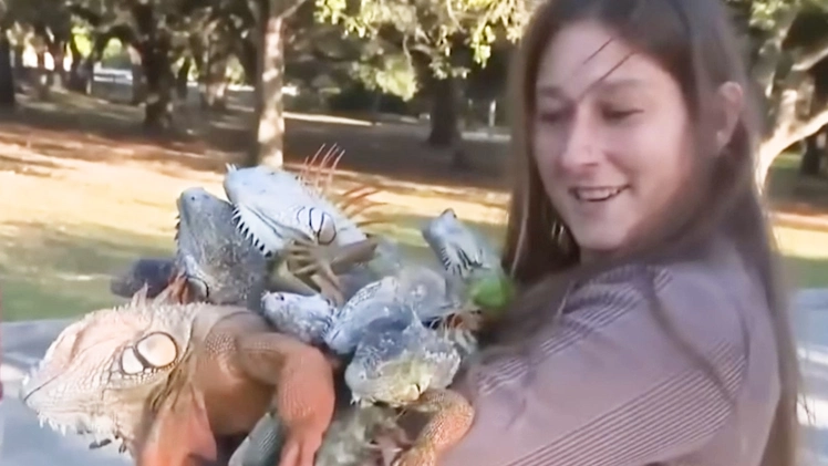 Vì sao kỳ nhông 'rụng như mưa' ở Florida?