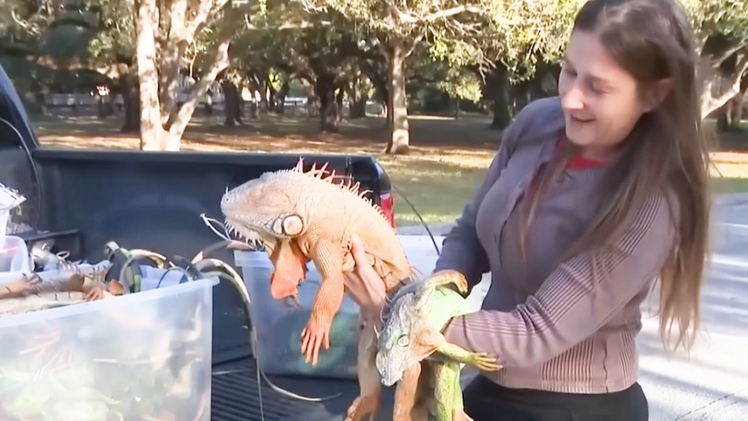 Vì sao kỳ nhông 'rụng như mưa' ở Florida?