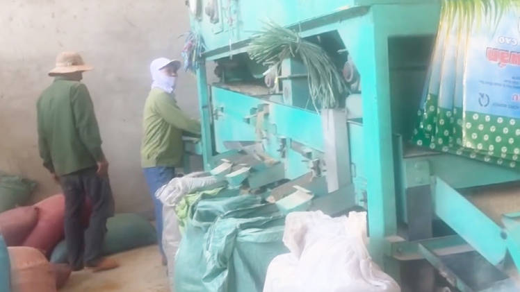 Khởi tố giám đốc công ty làm giả lúa giống ST24, ST25 bán hàng trăm tấn ra nhiều tỉnh thành