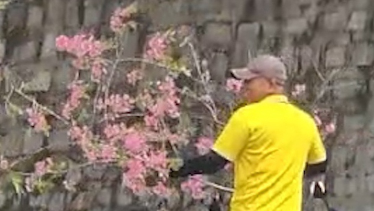 Người chặt cành mai anh đào tại nhà công vụ ở Đà Lạt nói gì khi công an mời làm việc?