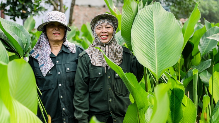 Thủ phủ lá dong Tràng Cát tất bật vào mùa thu hoạch Tết
