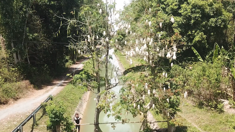 Ngắm cây cầu gòn bắc ngang dòng kênh xanh, mọc ra 2 nhánh đang bung trái trắng nuốt