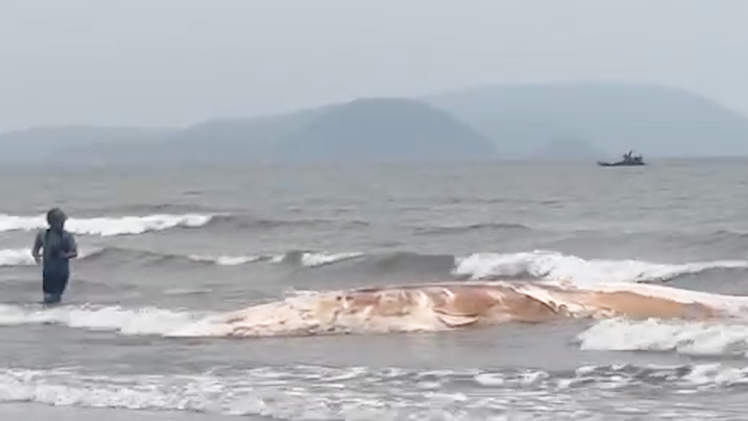 Chôn cất xác cá voi dài 10 mét, nặng khoảng 5 tấn dạt vào bờ biển
