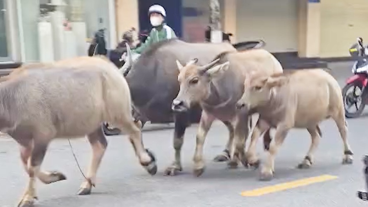 Xôn xao clip bầy trâu 'đại náo' cầu Rồng và nhiều tuyến đường trung tâm Đà Nẵng