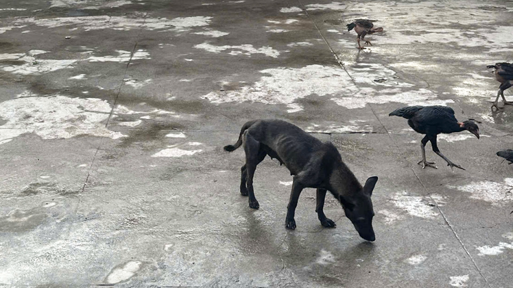 Chó dại cắn 6 người tại Đắk Lắk