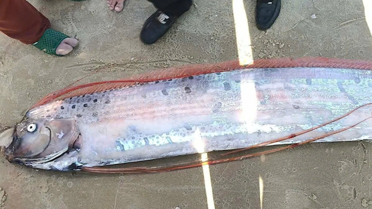 Liên tiếp 2 con cá rồng quý hiếm trôi dạt vào biển Mũi Né
