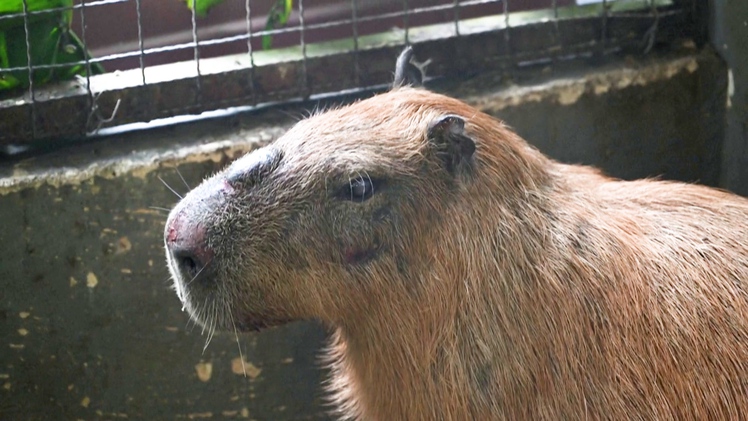 Cảnh sát trích xuất camera, bắt 8 người hành hạ con chuột lang nước ở Brazil