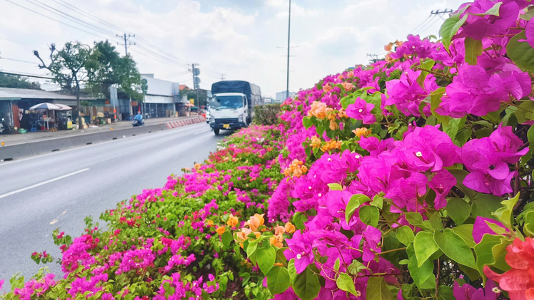 Ngắm hoa giấy vào mùa nở rực dọc dải phân cách nhiều con đường tại TP.HCM