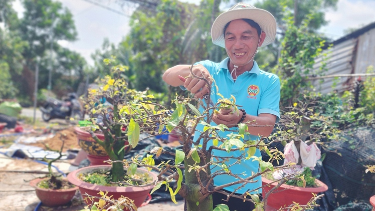 Nhà vườn ở Bình Lợi, Hóc Môn vào vụ 'hồi sức' mai vàng sau Tết