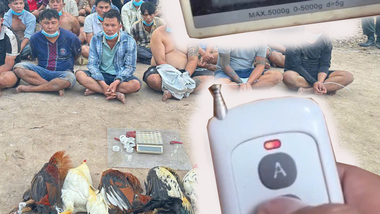 Lộ chiêu trò dùng cân điện tử điều khiển từ xa để gian lận hạng cân gà đá