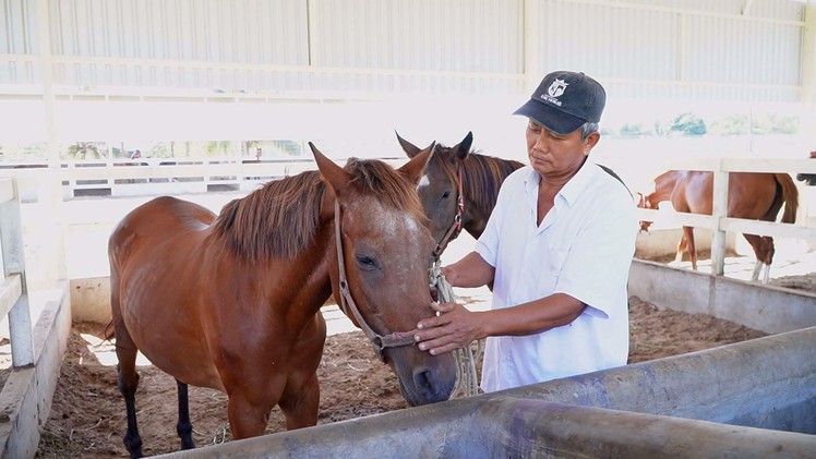 Góc nhìn trưa nay: Ngựa chiến Đức Hòa, hồi ức ‘một thời vang bóng’