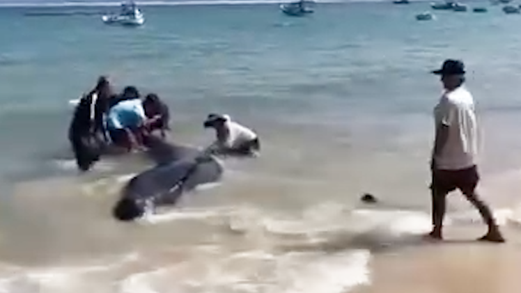 Cá voi hơn 2 tấn dạt vào bờ, người dân đẩy ra biển nhiều lần vẫn quay trở lại