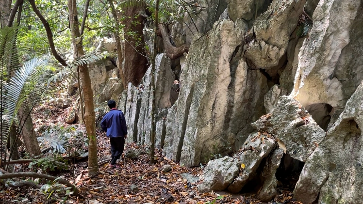 Cận cảnh bức tường đá bí ẩn giữa rừng nguyên sinh Quảng Trị