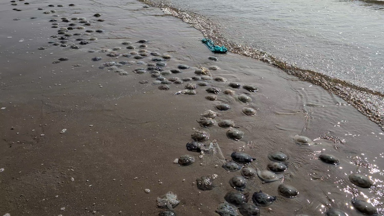 Sâu biển, sứa xuất hiện dày đặc ở Bãi Sau Vũng Tàu