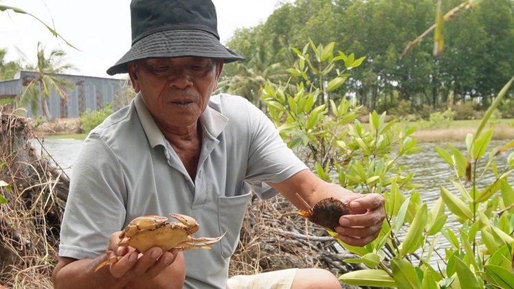 Hơn 1.300ha tôm, cua tại Cà Mau bị nắng nóng 'thiêu đốt', thiệt hại đến 70%