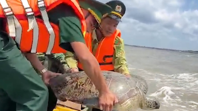 Video thả con vích hơn 60kg dính lưới ngư dân Cà Mau về lại biển