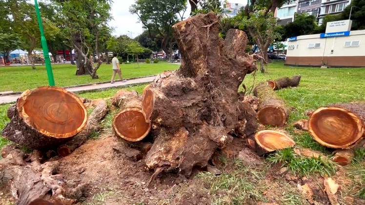 Đốn hạ cây me tây già cỗi ở Công viên Lê Văn Tám, TP.HCM để bảo đảm an toàn