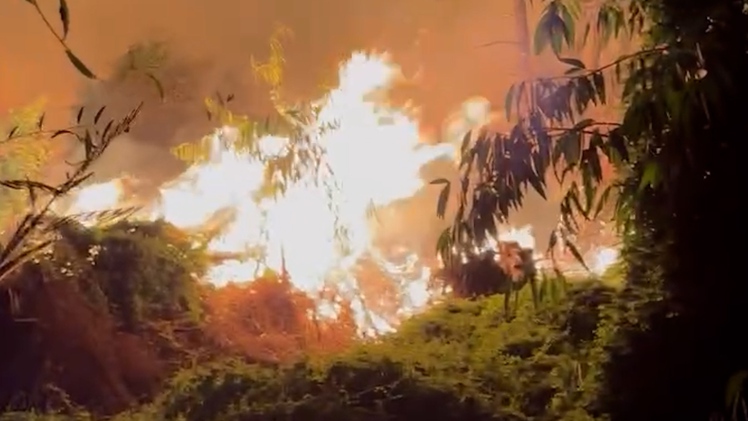 Cháy gần 5ha rừng tràm ở An Giang, nghi do đốt rơm rạ gây cháy lan