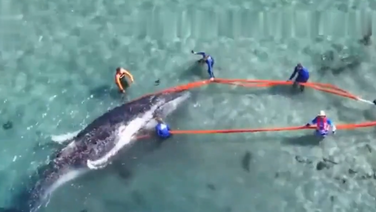 Video giải cứu cá voi 10 tấn bơi lạc vào cửa sông