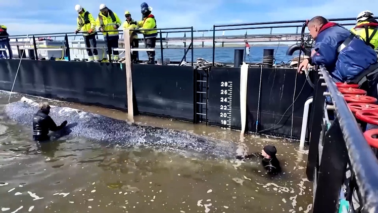 Đức huy động sà lan giải cứu cá voi lưng gù mắc cạn nhiều tuần