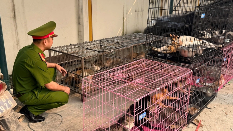 Bắt nhóm trộm hơn 300 con mèo, tiêu thụ qua cơ sở thu mua ở Hà Nội