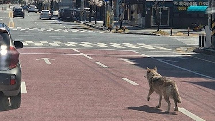 Hàng trăm cảnh sát truy tìm con sói đào hang trốn khỏi vườn thú tại Hàn Quốc
