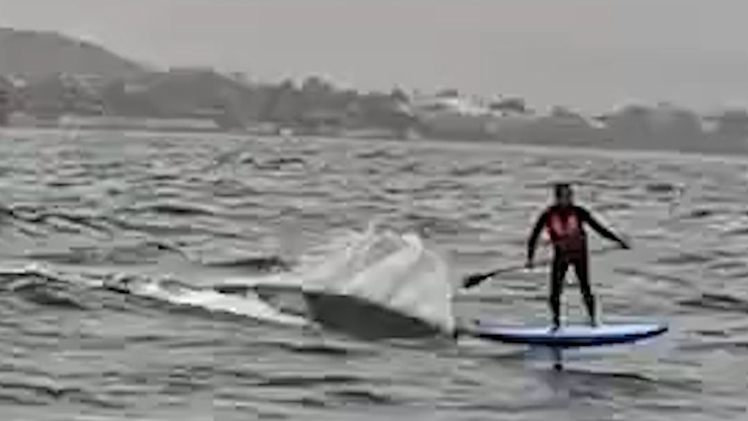 Video thót tim cá mập lớn rượt đuổi người lướt ván