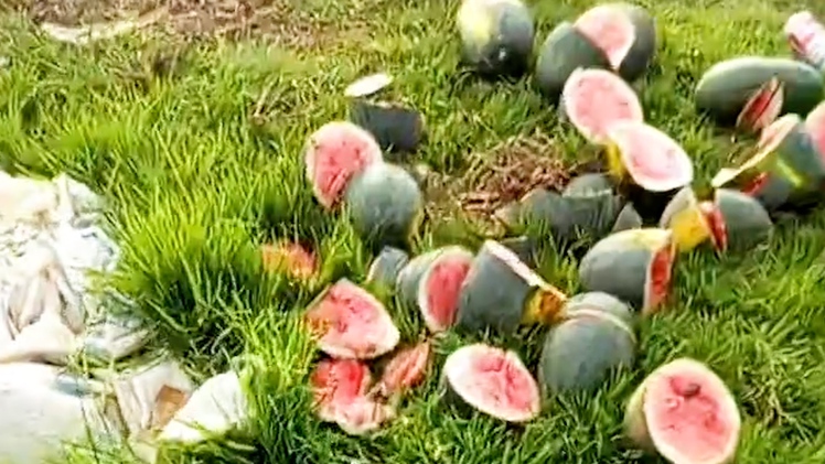 Ruộng dưa hấu sắp thu hoạch của người dân ở Nghệ An bị chặt phá
