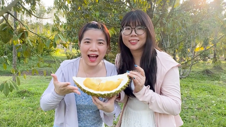 Lý do sầu riêng trồng tại Phú Quốc giá cao, vẫn 'đắt như tôm tươi'
