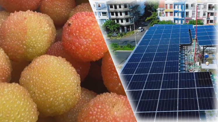 Góc nhìn trưa nay: Mùa thanh mai chín rộ ở núi Ngọc Linh; Gỡ vướng để điện mặt trời phát triển