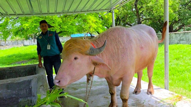 Con trâu bạch tạng nổi tiếng trên mạng được chính phủ Bangladesh cứu khỏi hiến tế