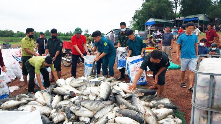 Cá nuôi lồng bè ở hồ Trị An nổi đầu, ngửa bụng, bước đầu thiệt hại hơn 150 tấn