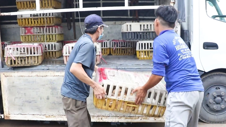 Công an TP.HCM triệt xóa băng nhóm bẫy bắt mèo, giải cứu 400 con mèo còn sống