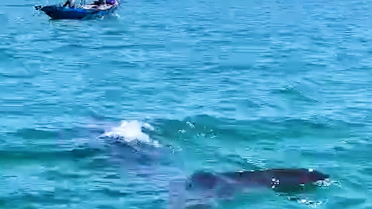 Video cá dài 6m trông giống loài cá lớn nhất thế giới, bơi gần bờ biển Đà Nẵng
